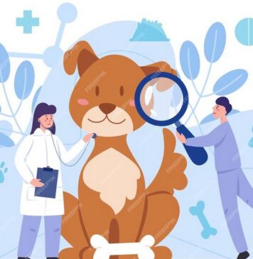 How BudgetVetCare is Revolutionizing Pet Healthcare