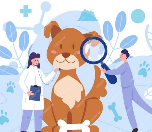 How BudgetVetCare is Revolutionizing Pet Healthcare